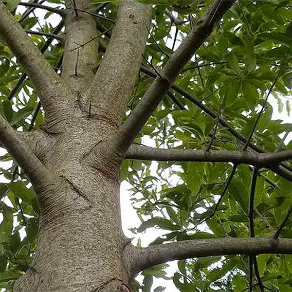 Shingle Oak