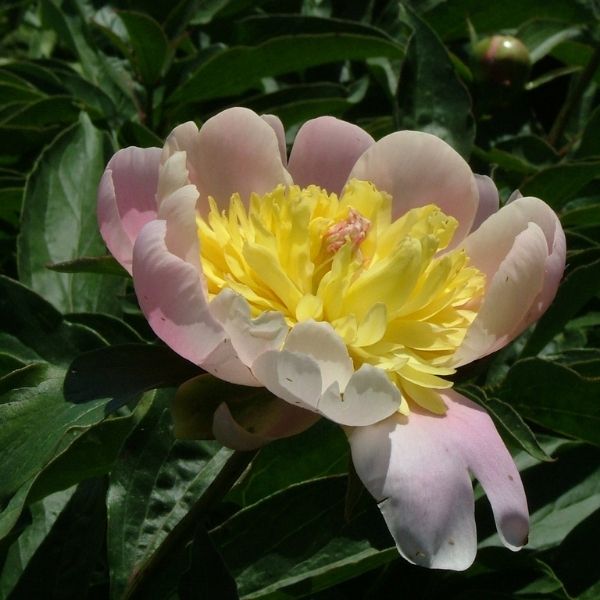 Butter Bowl Peony