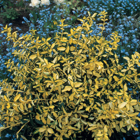 Blondy&reg; Euonymus