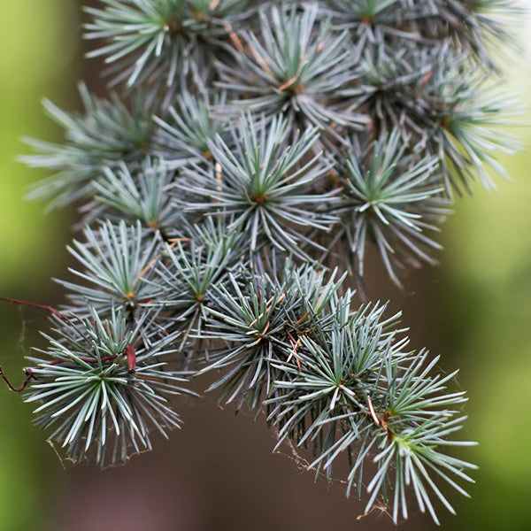 Blue Atlas Cedar