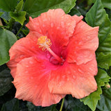 Hollywood&trade; Hibiscus First To Flirt&trade;