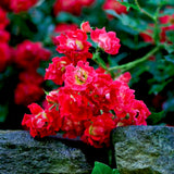 Red Drift&reg; Groundcover Rose