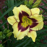 El Desperado Daylily