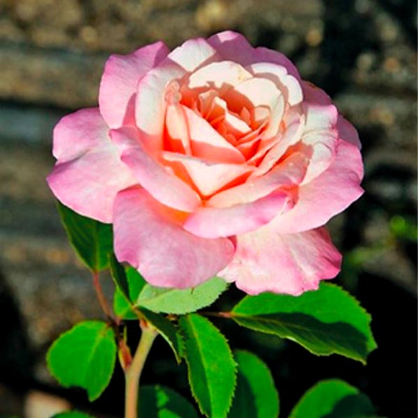 Belinda's Blush Rose