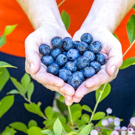 Bless Your Heart&trade; Blueberry Bush