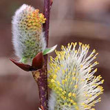 Pussy Willow