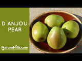 D'Anjou Pear Tree