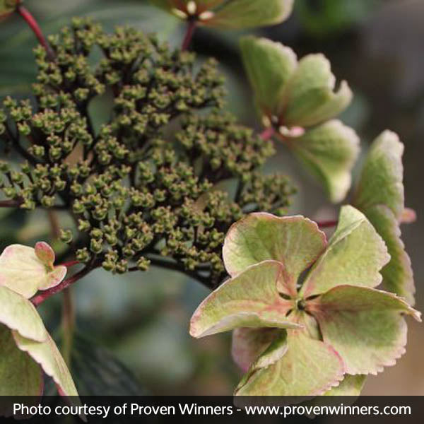 Abracadabra&reg; Star Hydrangea