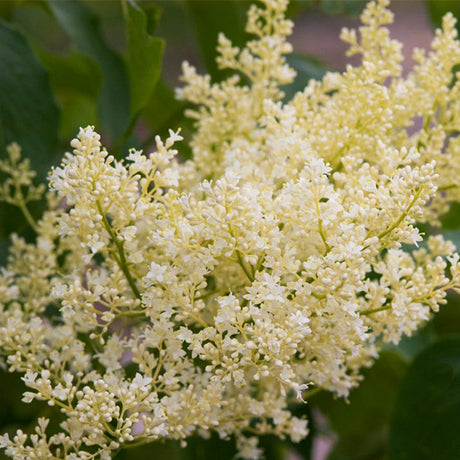 First Editions&reg; Snowdance&trade; Japanese Tree Lilac