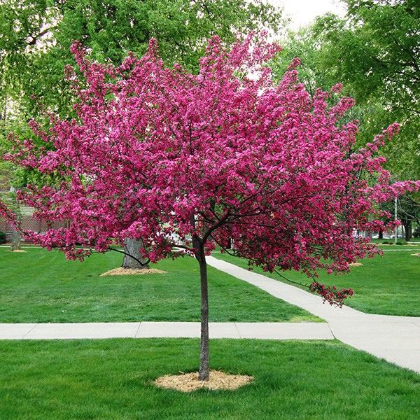 Royal Raindrops&reg; Flowering Crabapple