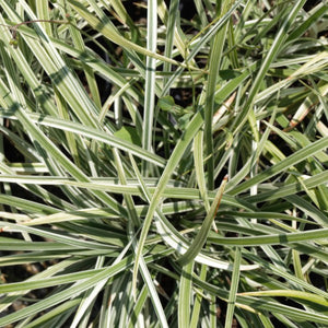 Liriope Silver Dragon