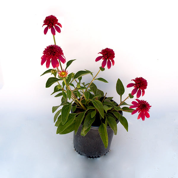 Double Scoop Cranberry Coneflower