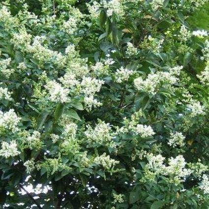 California Privet Hedge