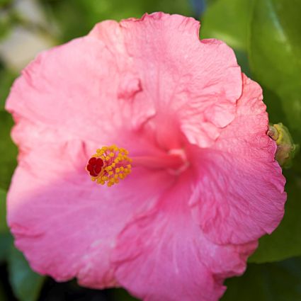 Hollywood&trade; Hibiscus Polly Jolly&trade;