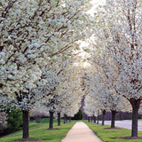 Chanticleer Flowering Pear