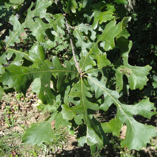 Bur Oak Tree