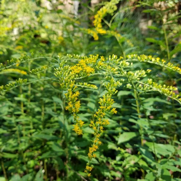 Fireworks Goldenrod