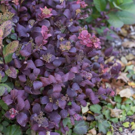 Pink Sparkler Spirea