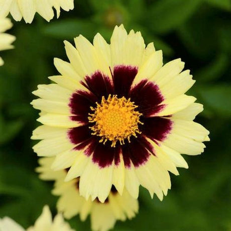 UpTick&trade; Cream & Red Coreopsis