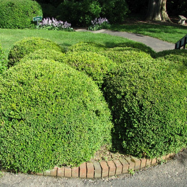 Korean Boxwood