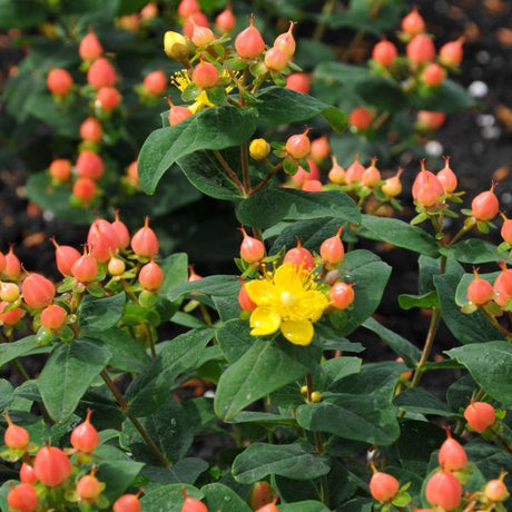 First Editions&reg; Pumpkin St. John's Wort