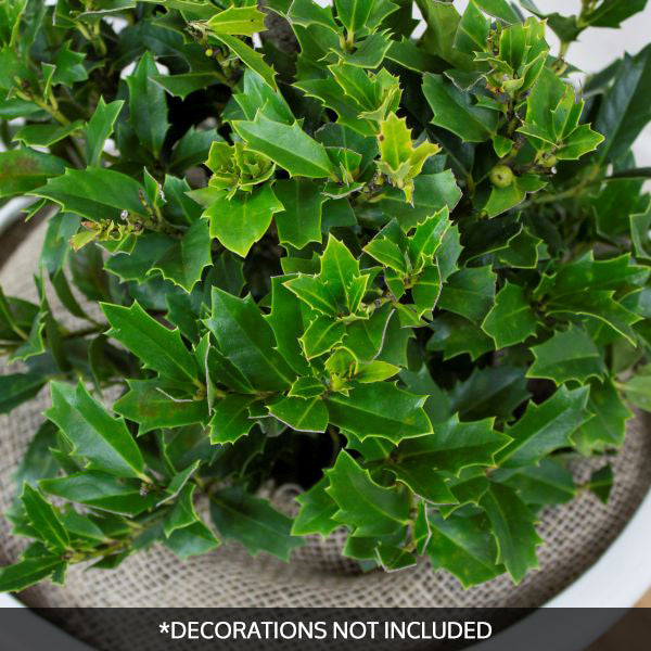 Oakland&reg; Holly Pom Pom Topiary