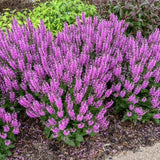 Proven Winners&reg; Color Spires&reg; Back to the Fuchsia Salvia