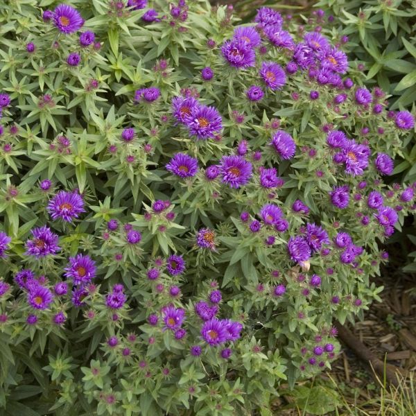 Purple Dome New England Aster