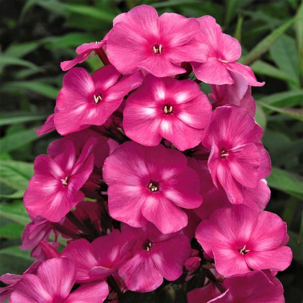 First Editions&reg; Bubblegum Pink&trade; Phlox