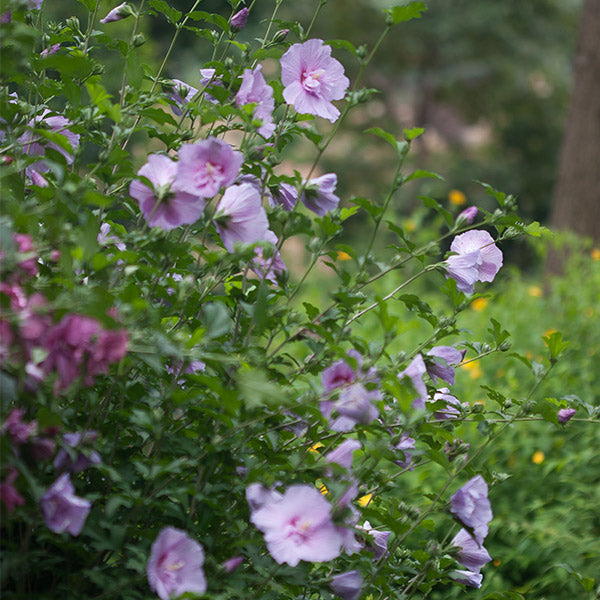 Lavender Chiffon&reg; Rose of Sharon Shrub