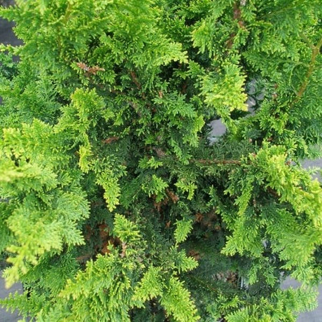 Filicoides Gold False Cypress