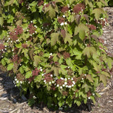 Viburnum Onondaga