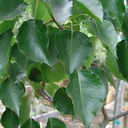 Aristocrat Flowering Pear