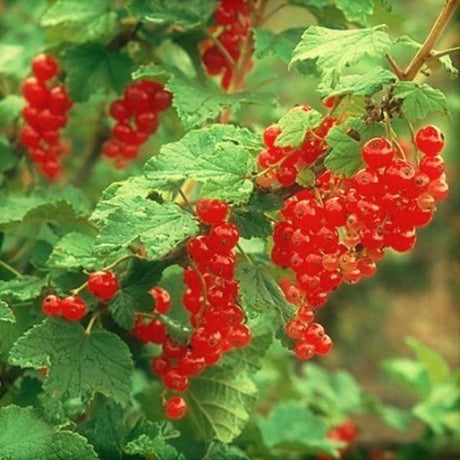 Red Lake Currant Bush