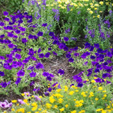 Supertunia&reg; Royal Velvet&trade; Petunia