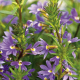 Scaevola Whirlwind Blue Fan Flower