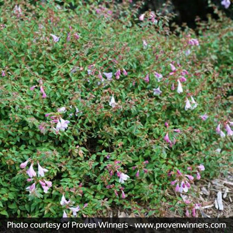 Pinky Bells&reg; Abelia