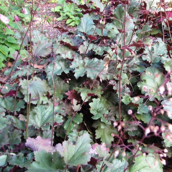 Stormy Seas Coral Bells