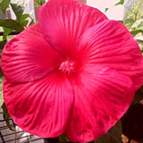 Luna Red Hibiscus