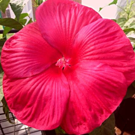 Luna Red Hibiscus