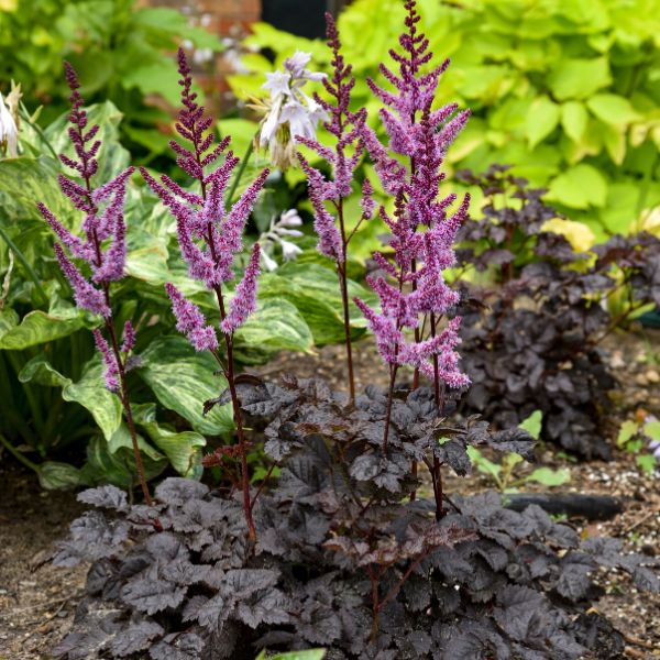 Dark Side of the Moon Astilbe