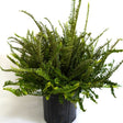 Kimberley Queen Australian Sword Fern