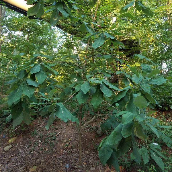 Cucumber Tree Magnolia