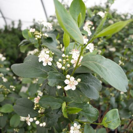 Black Chokeberry Bush