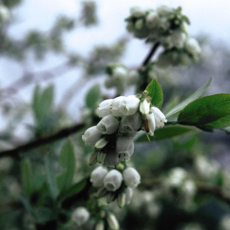 Northblue Blueberry Bush