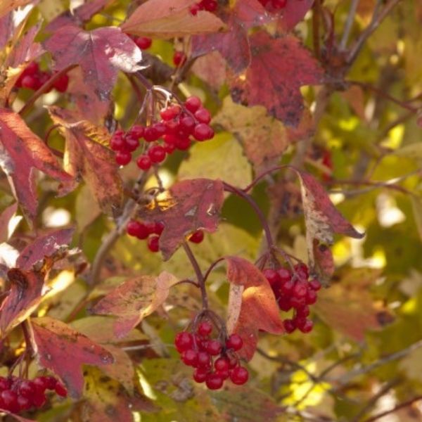 Redwing&reg;  American Cranberrybush Viburnum