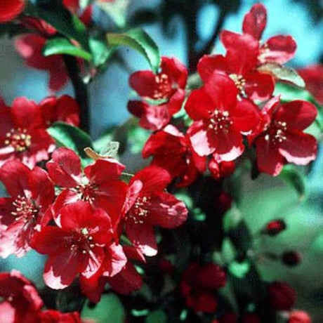 Red Barron Crabapple Tree