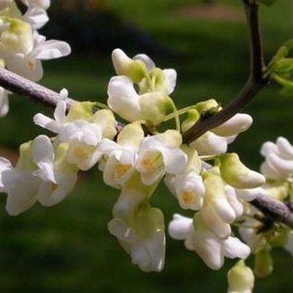 Royal White Redbud