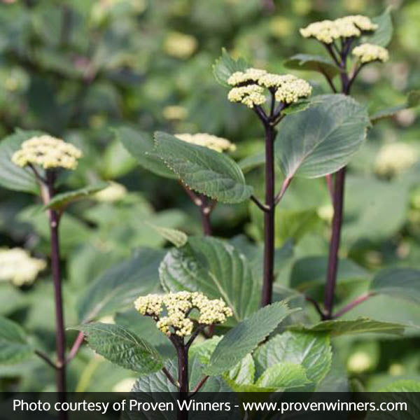 Abracadabra&reg; Star Hydrangea