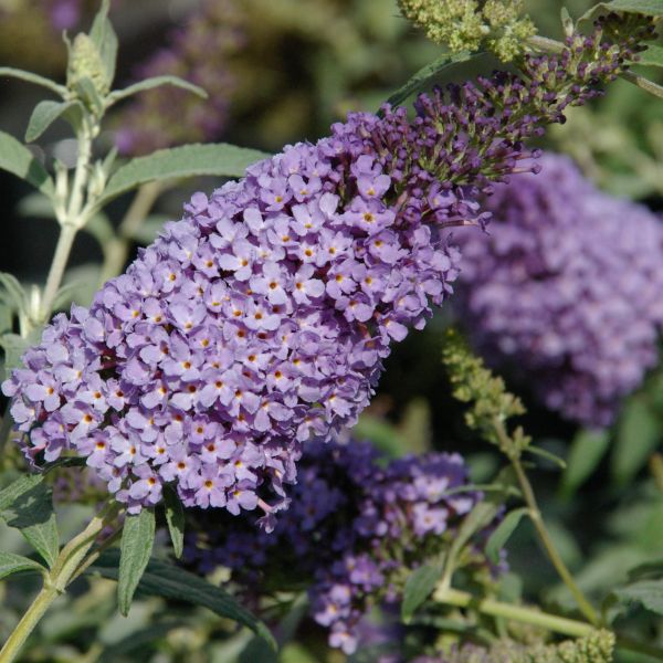 Buzz&trade; Sky Blue Butterfly Bush